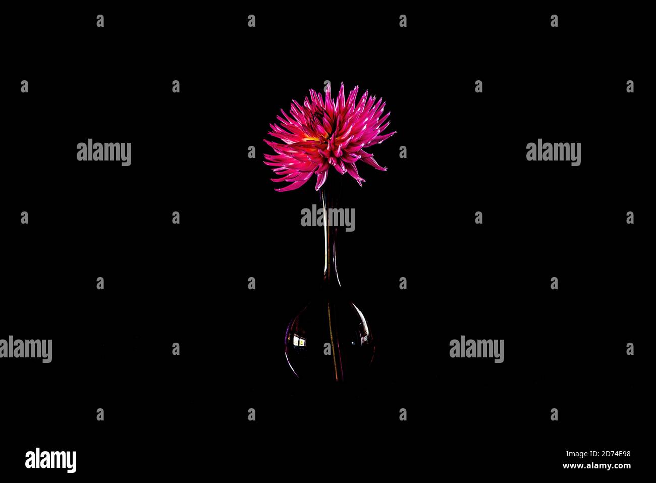 The beautiful Dahlia Lady Lapita in an elegant mauve coloured glass vase as a still life with black background Stock Photo