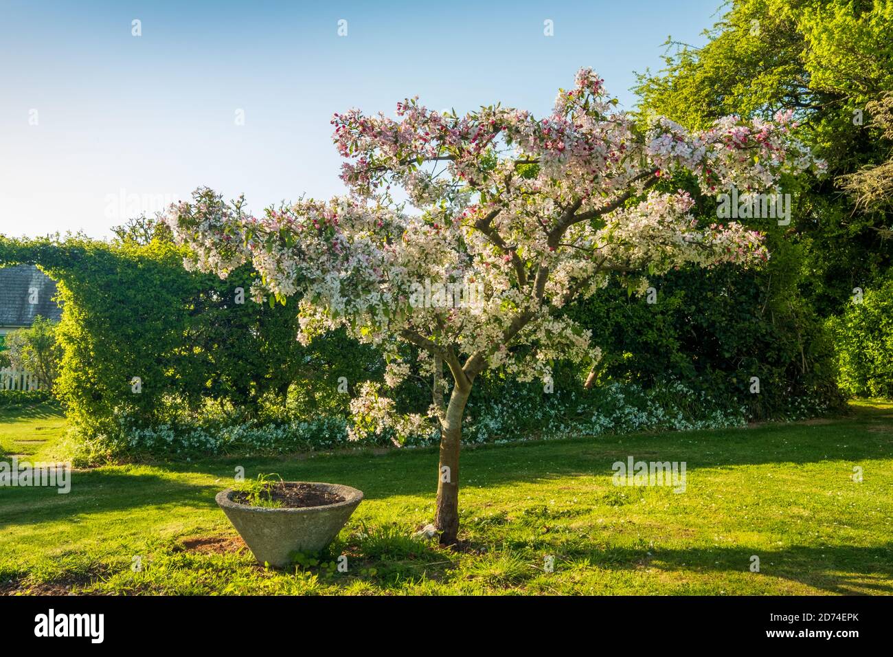 An ornamental crab apple blossoming in Spring (3) Stock Photo