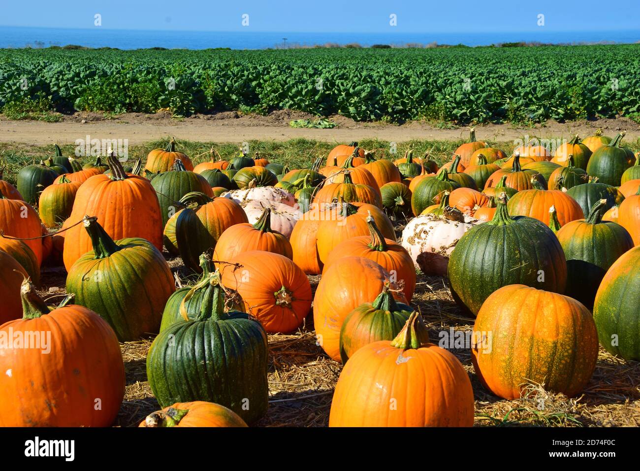 Pumpkin Farm on the Santa Cruz Coast Stock Photo