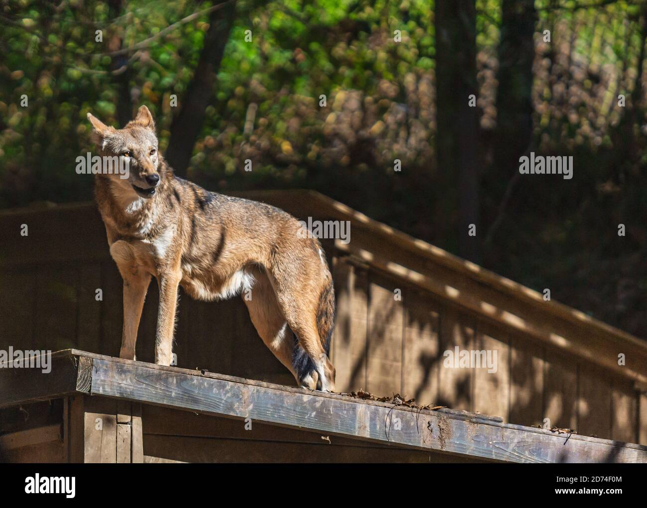 One of two red wolves, part of the Species Survival Plan program, stands on a roof at the WNC Nature Center in Asheville, NC, USA Stock Photo