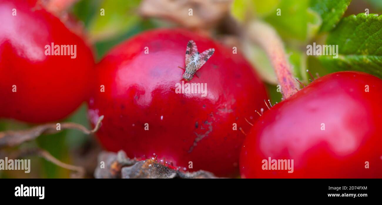 Rose Hip Fly / Rhagoletis alternata foraging on top of a bright red Rosehip Stock Photo