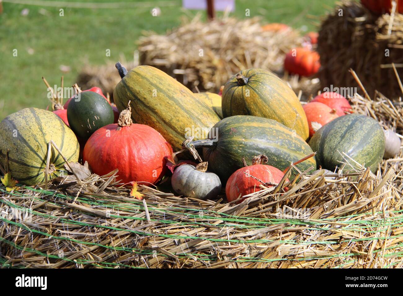 Pile of freshly harvested pumpkins on the straw Stock Photo - Alamy