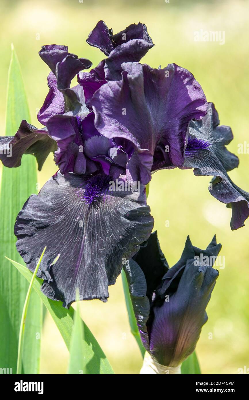 Tall Bearded Iris 'Hello Darkness' Black Iris flower Stock Photo