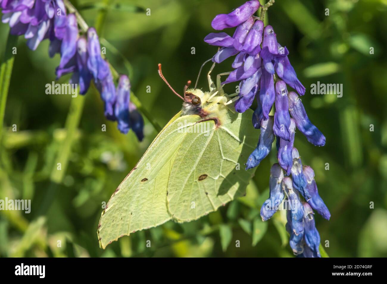 A common brimstone is sitting on a flower Stock Photo