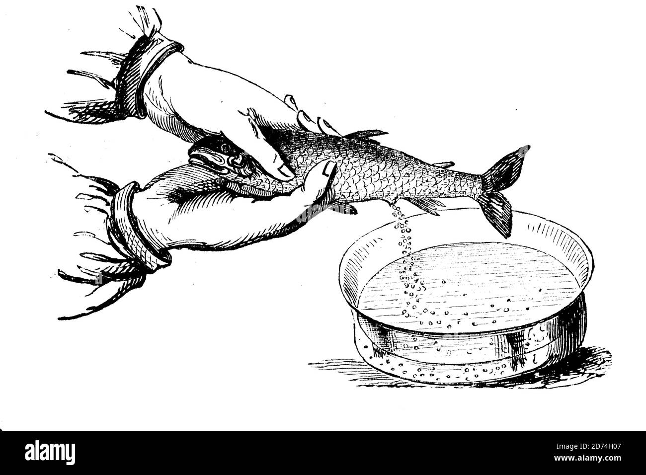 Artificial insemination in fish / Künstliche Befruchtung bei Fischen