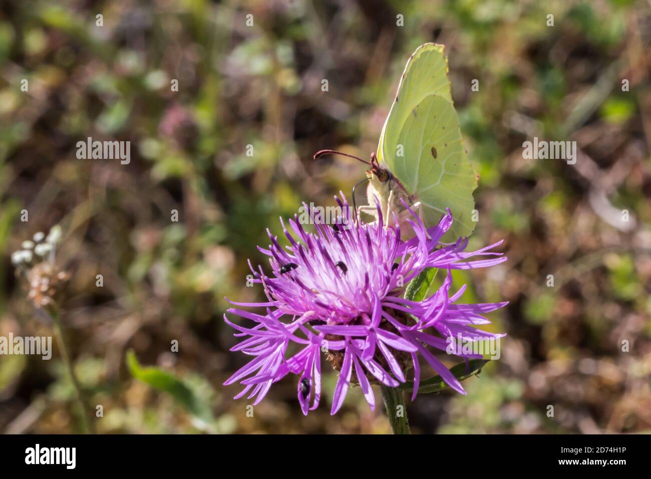 A common brimstone is sitting on a flower Stock Photo