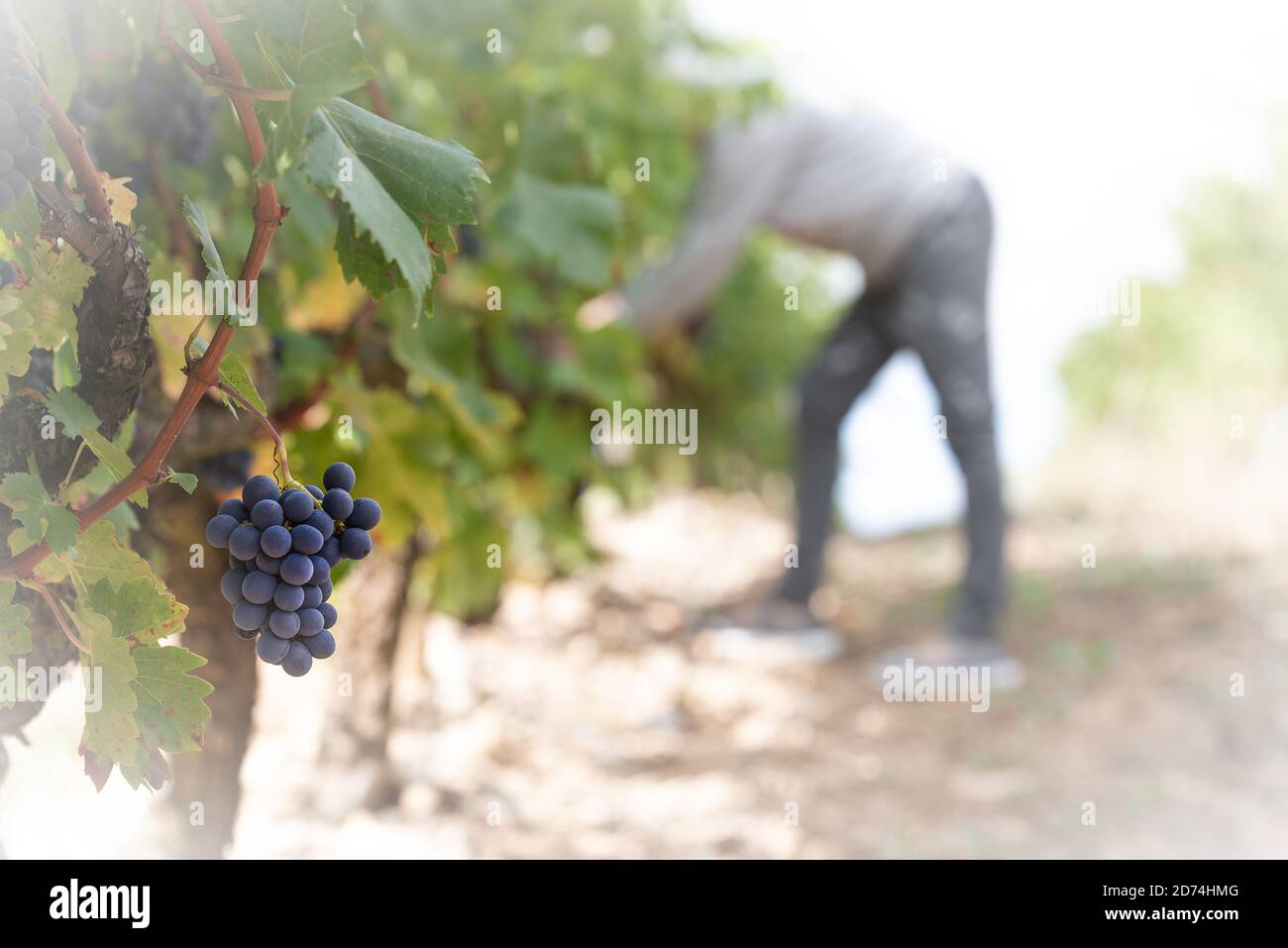 A woman picks the grapes, La Rioja, Spain Stock Photo