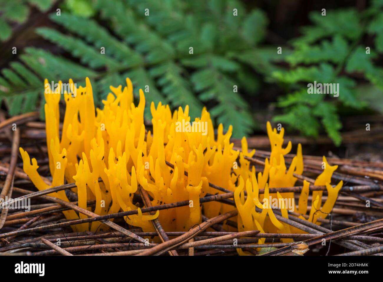 Yellow stagshorn (Calocera viscosa), jelly fungus showing branching basidiocarps on the coniferous forest floor in autumn woodland Stock Photo