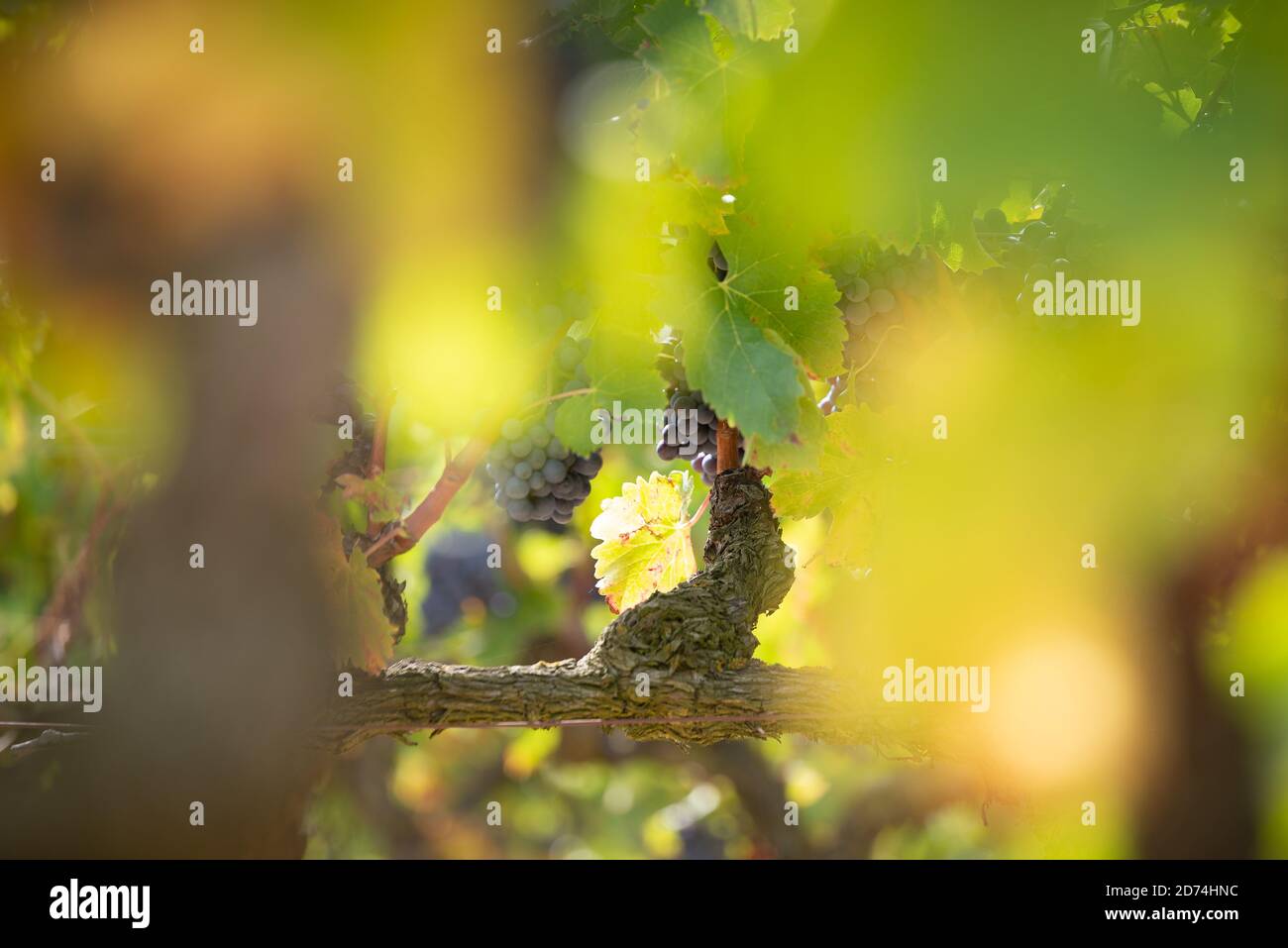 Red grapes in a vineyard, La Rioja Alta, Spain Stock Photo Alamy