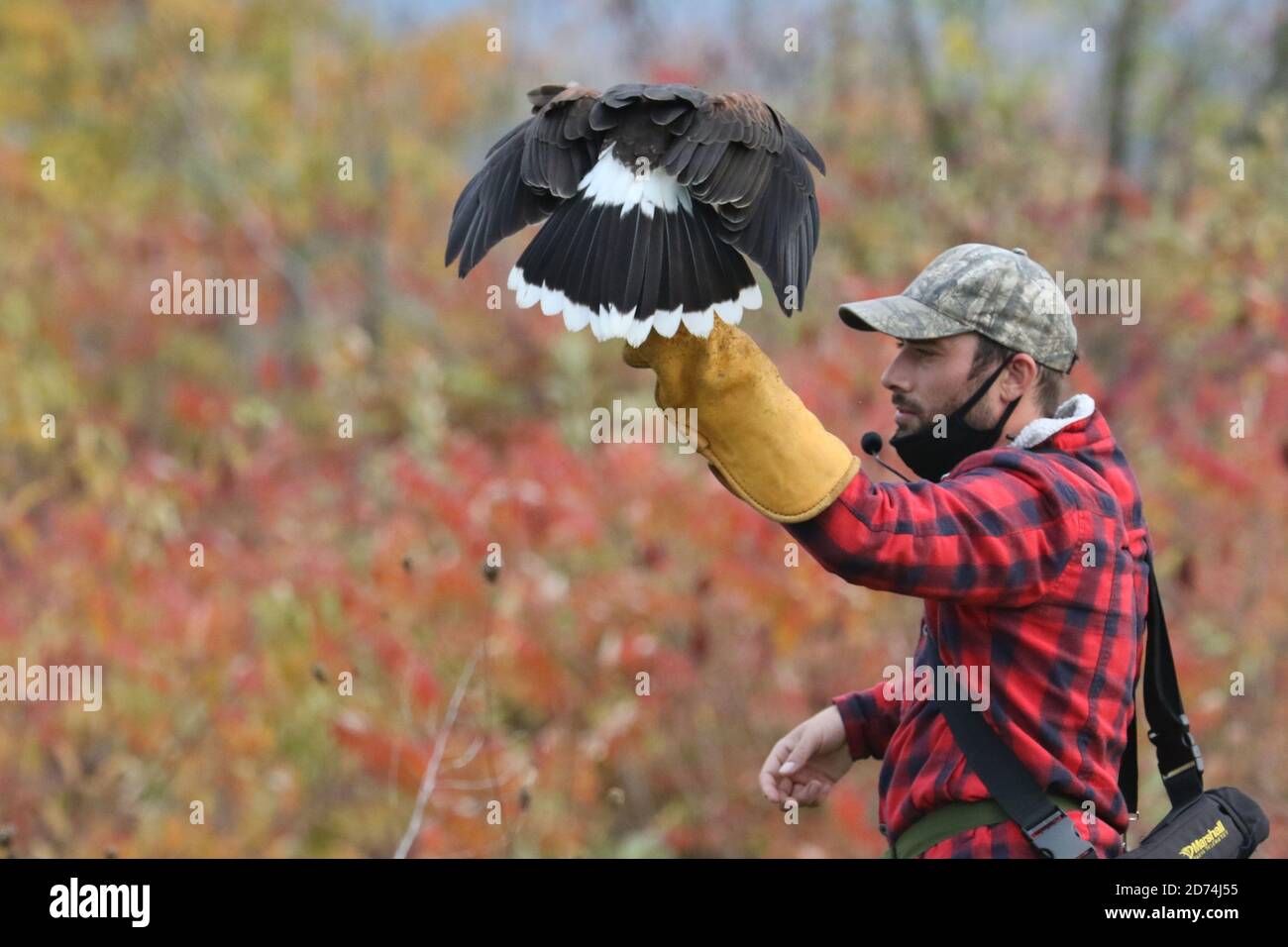 Harris Hawk hunting for falconry Stock Photo Alamy