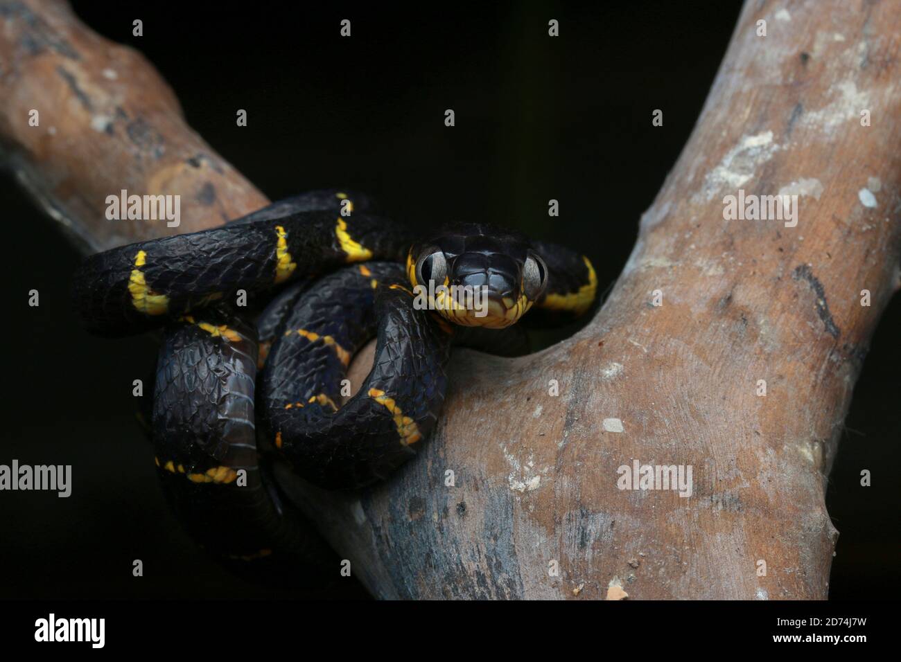 Boiga melanota hi-res stock photography and images