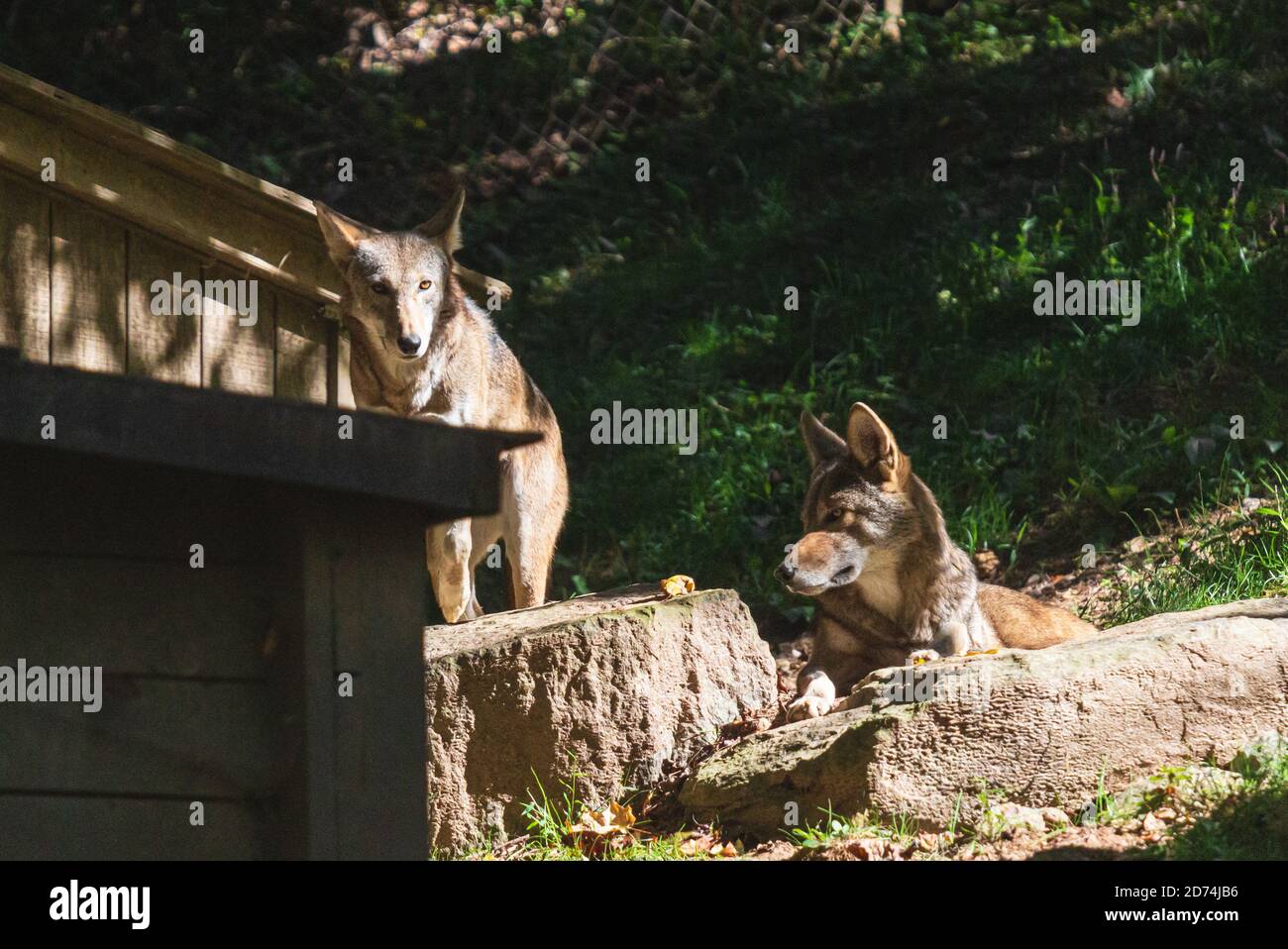 Two red wolves, part of the Species Survival Plan program, relax in the sun at the WNC Nature Center in Asheville, NC, USA Stock Photo