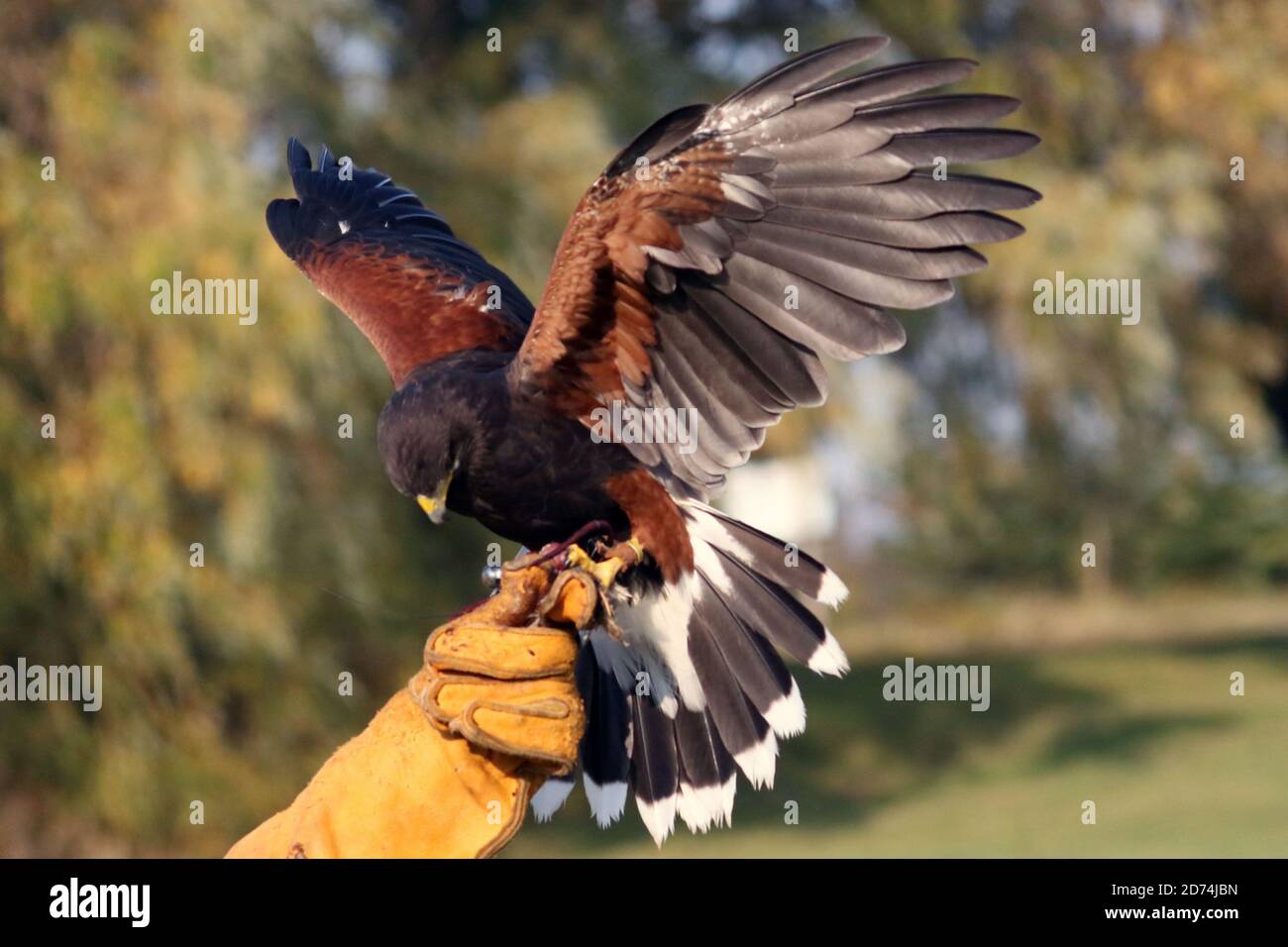 Harris Hawk hunting for falconry Stock Photo Alamy