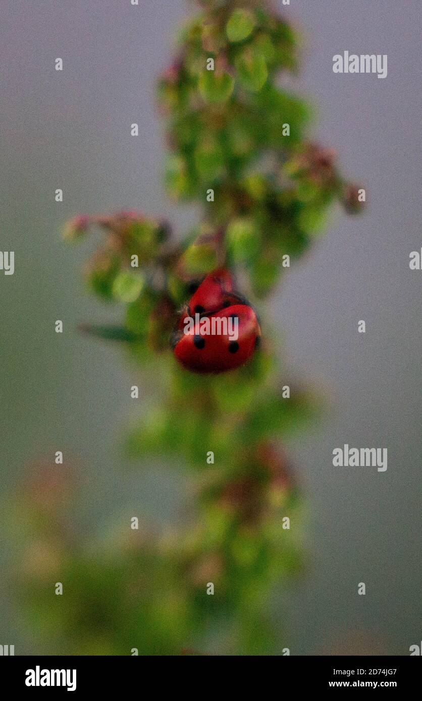 Macro of two ladybugs mating on a plant in Canada. Stock Photo