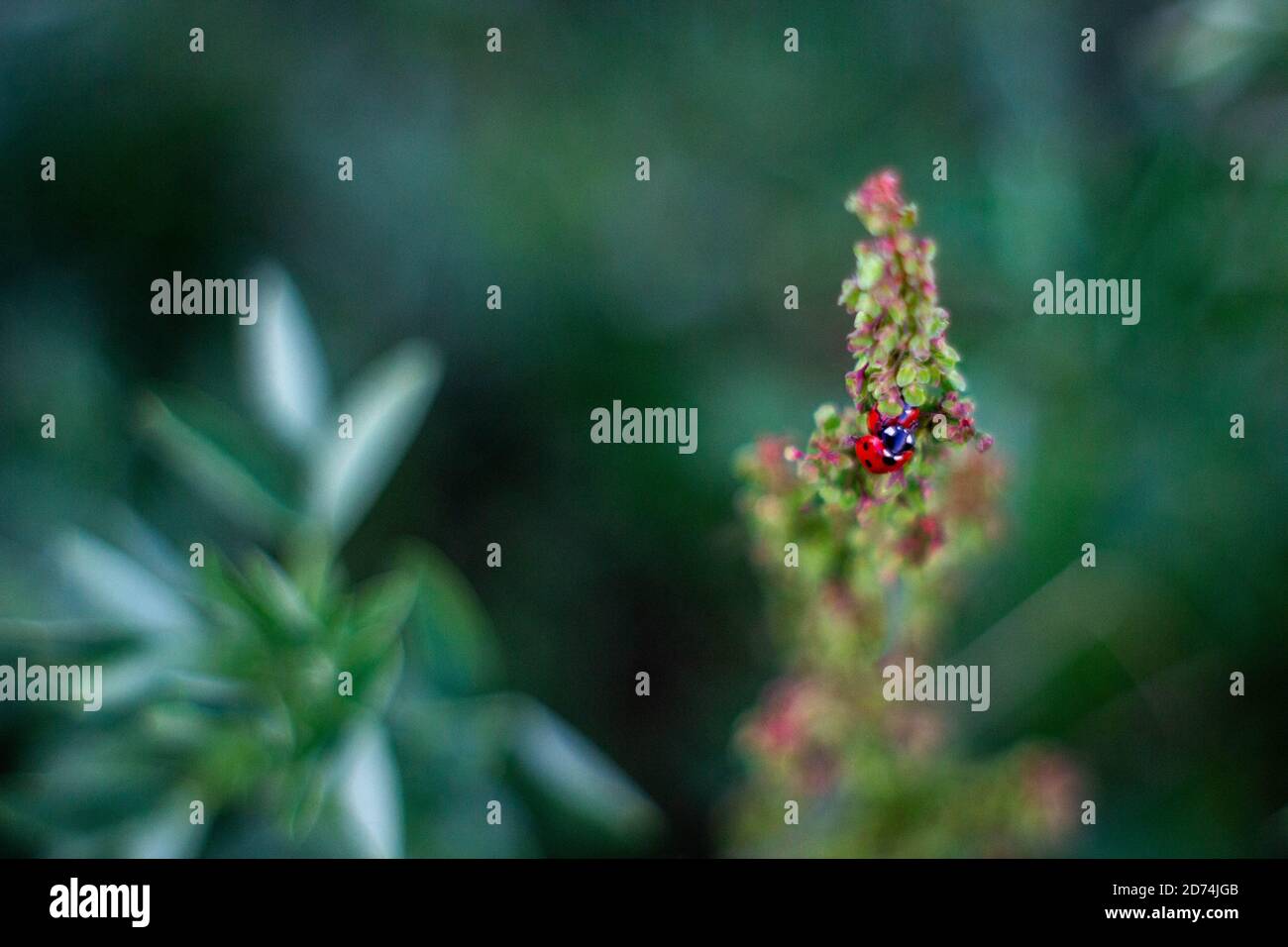 Macro of two ladybugs mating on a plant in Canada. Stock Photo