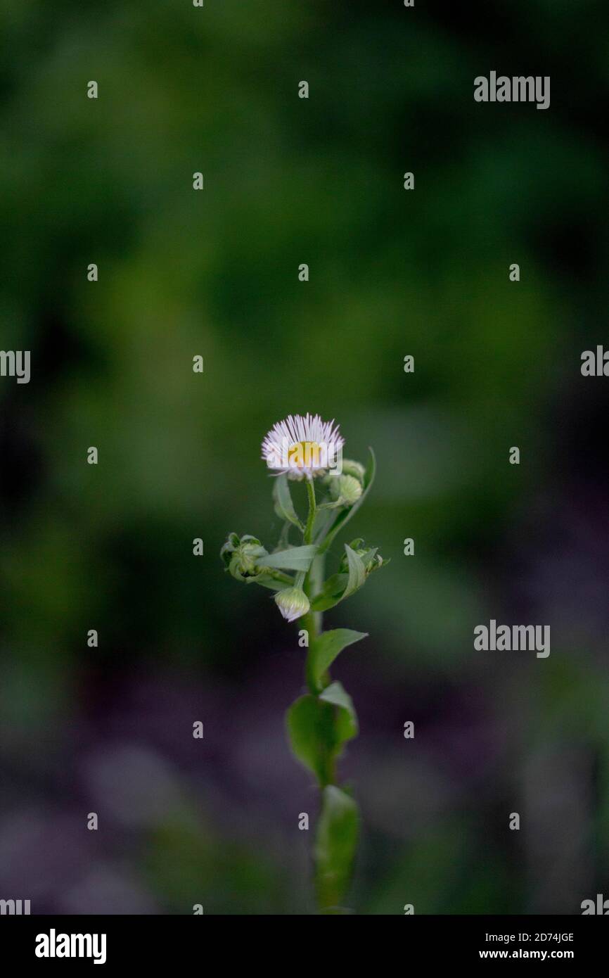 Purple flower isolated in hi-res stock photography and images - Alamy
