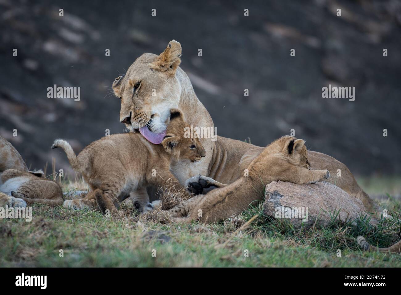 Female lion licking its cub in Masai Mara Game Reserve, Kenya Stock Photo -  Alamy