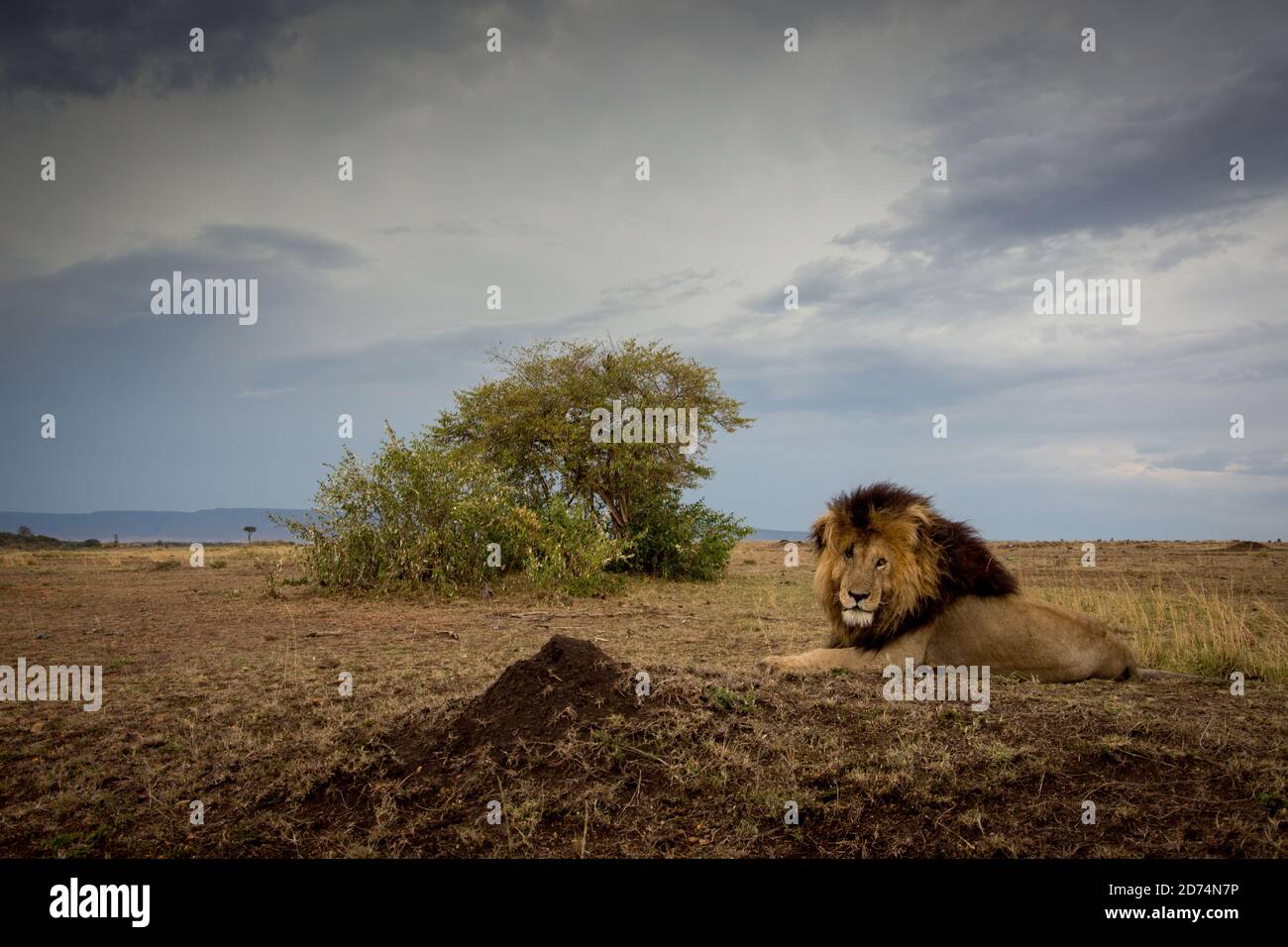 Masai hunter and lion hi-res stock photography and images - Alamy