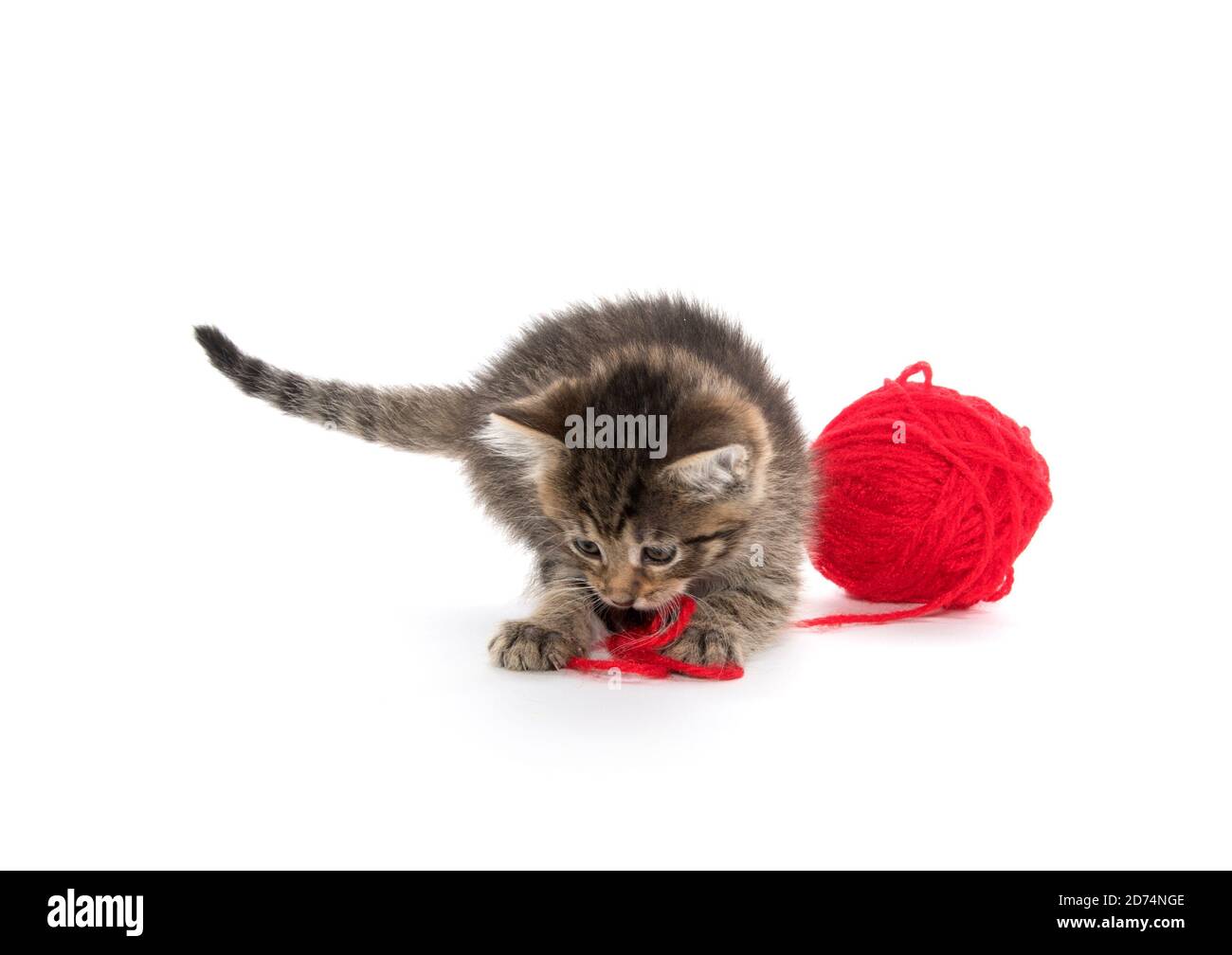 Cute tabby kitten with red ball of yarn on white background Stock Photo ...