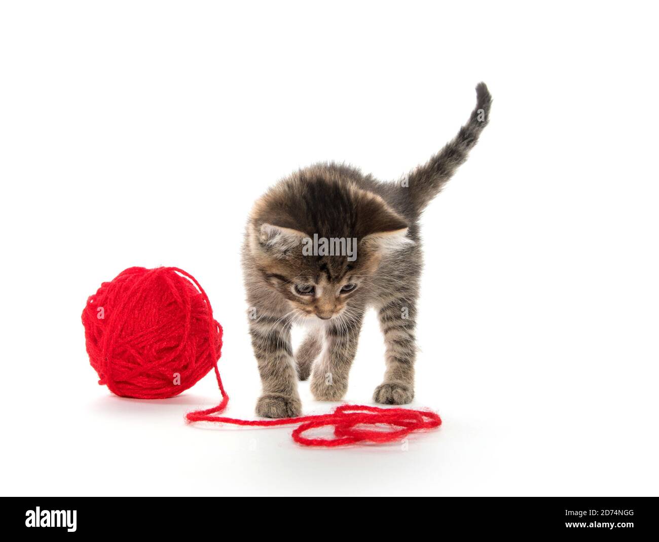 Cute tabby kitten with red ball of yarn on white background Stock Photo ...