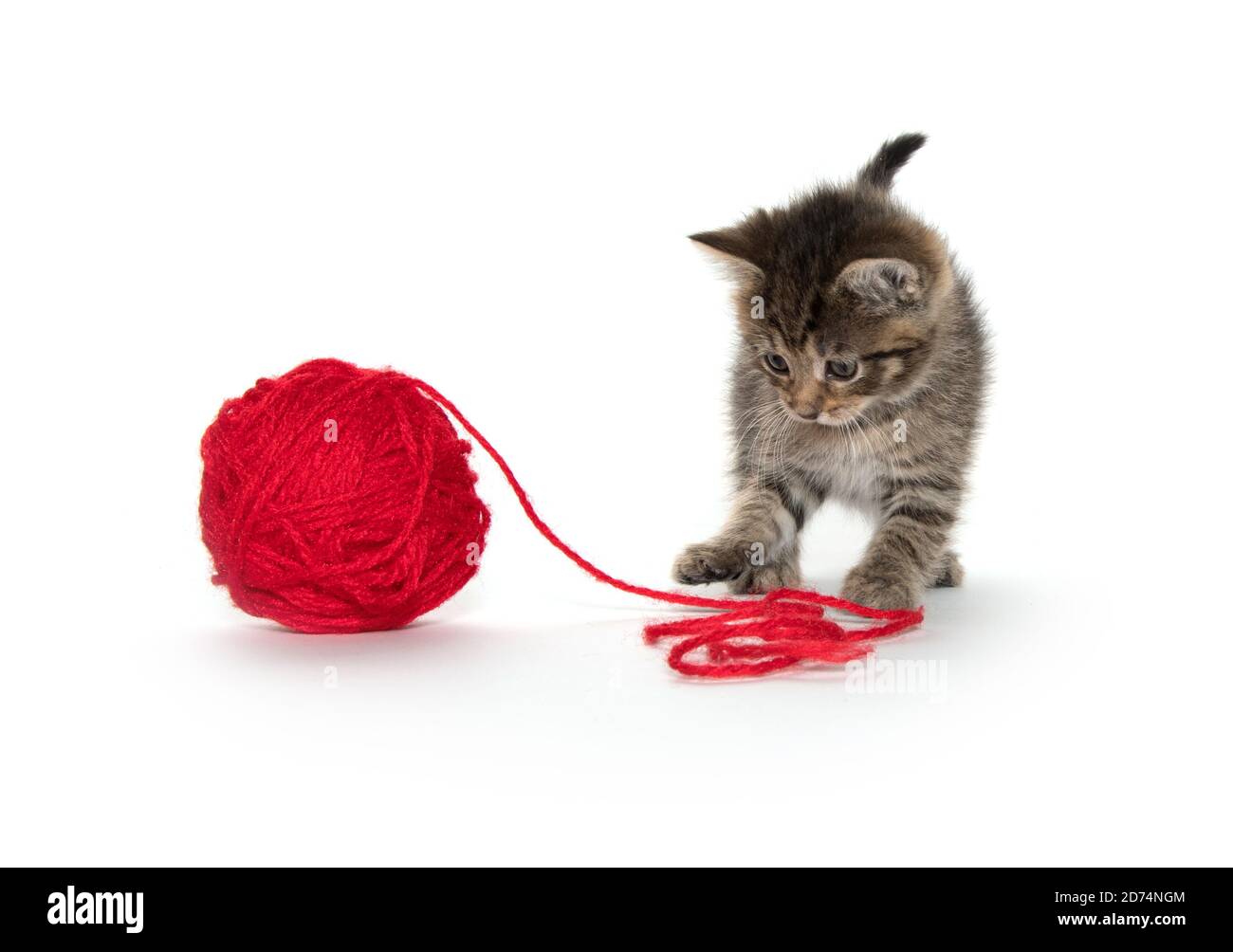 Cute tabby kitten with red ball of yarn on white background Stock Photo ...