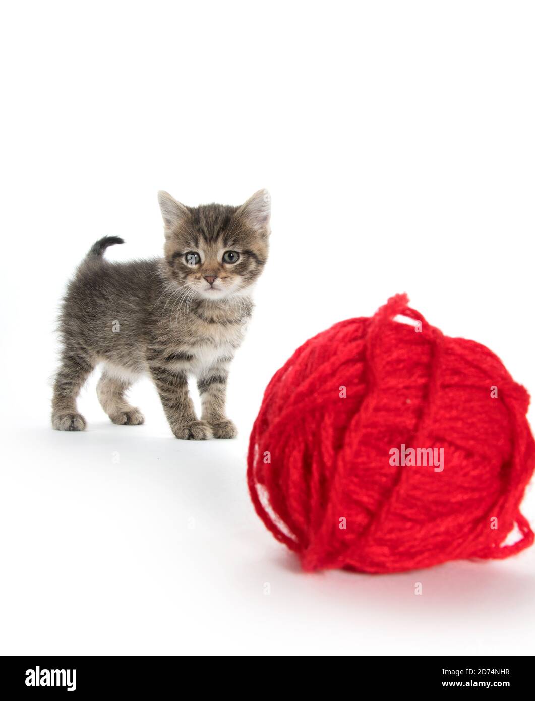 Cute tabby kitten with red ball of yarn on white background Stock Photo ...