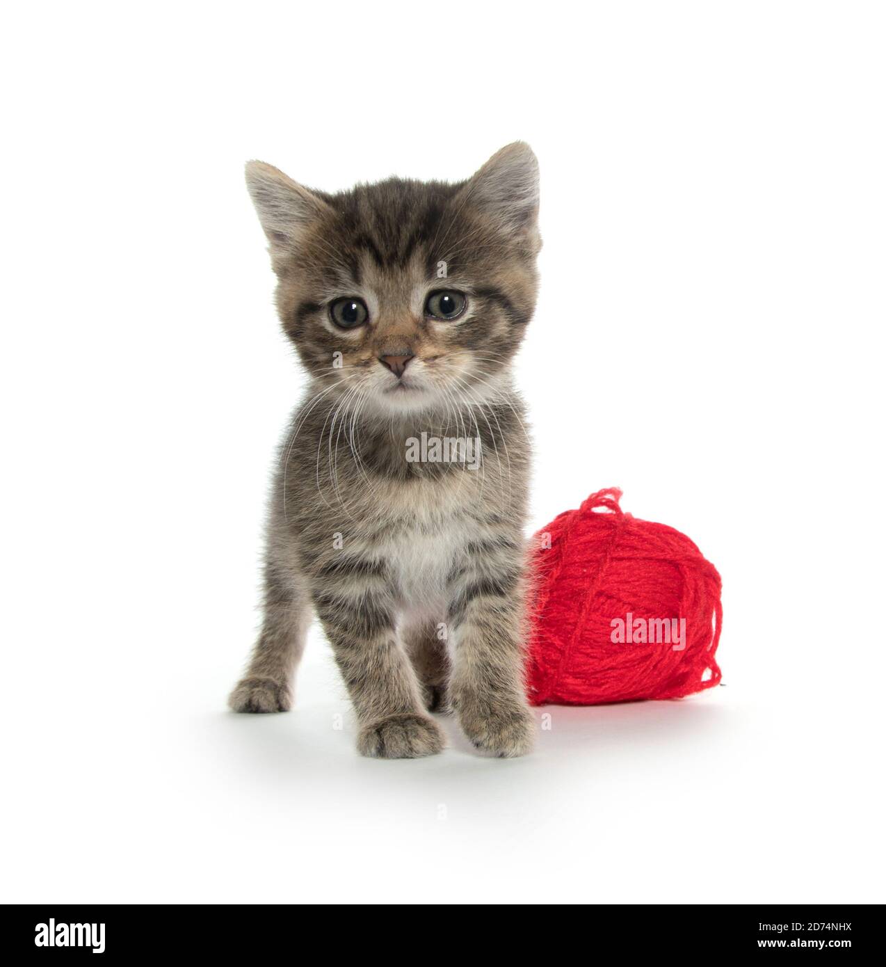 Cute tabby kitten with red ball of yarn on white background Stock Photo ...