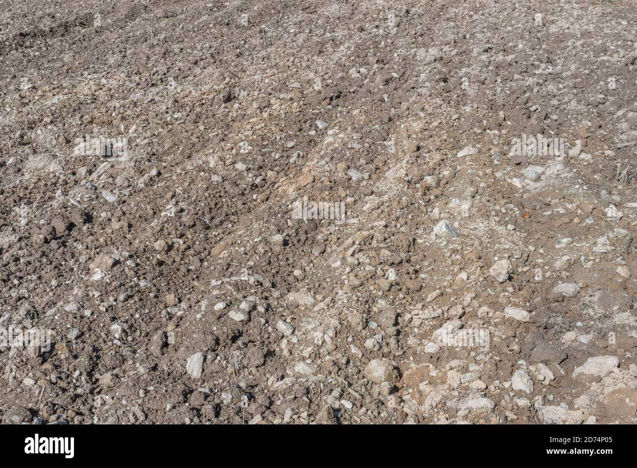 Field of prepared soil and planted crop seeds. Metaphor farming and