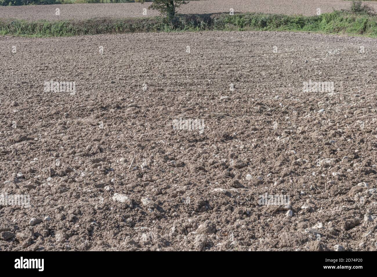 Field of prepared soil and planted crop seeds. Metaphor farming and