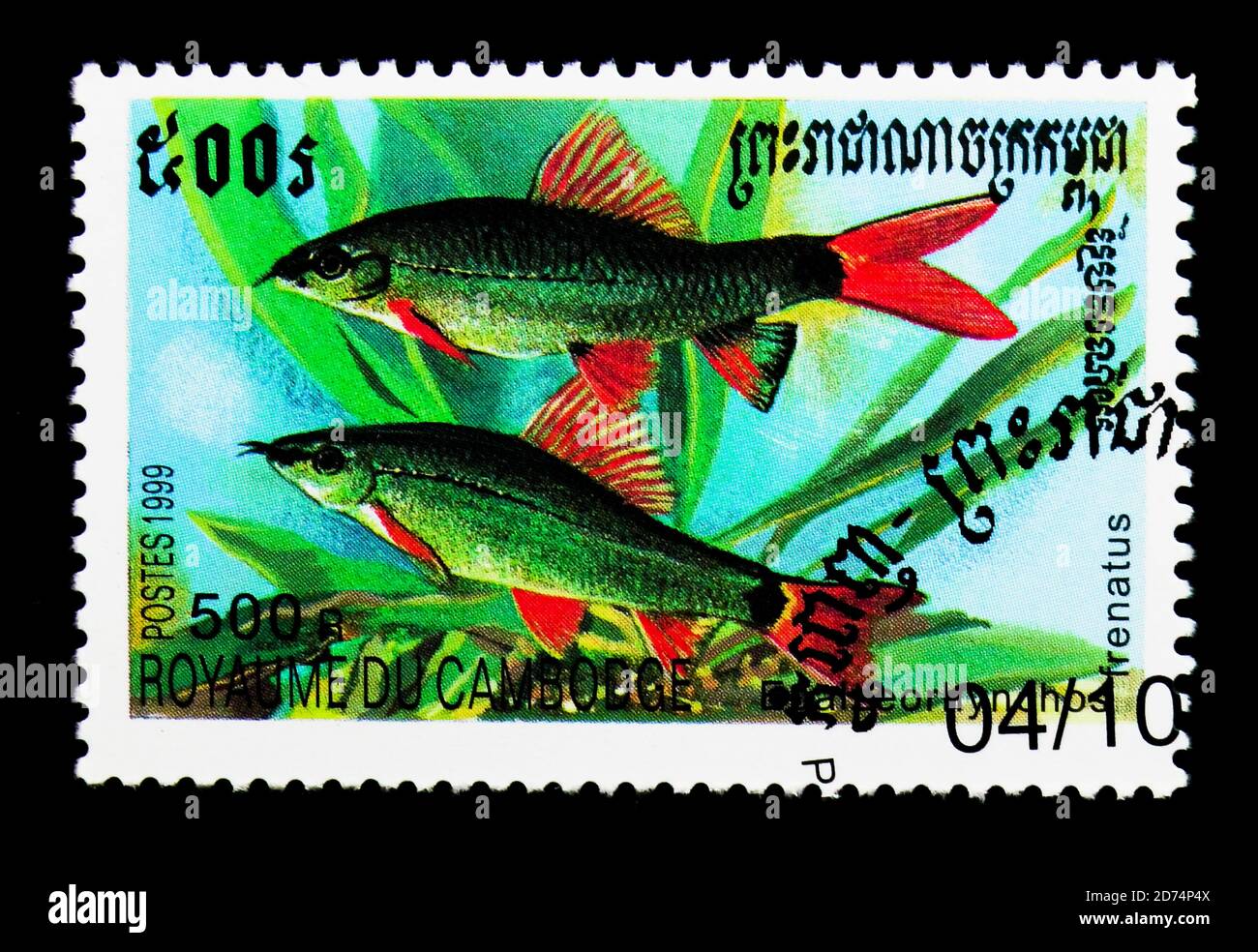 MOSCOW, RUSSIA - NOVEMBER 24, 2017: A stamp printed in Cambodia shows Rainbow Shark (Epalzeorhynchos frenatus), Fishes serie, circa 1999 Stock Photo