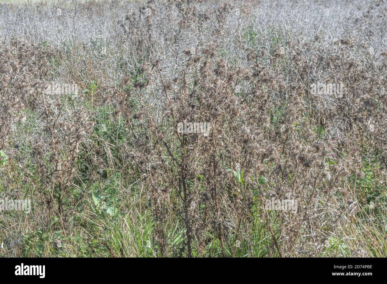 Field overgrown by a mass of common agricultural weeds including Spear Thistle / Cirsium vulgare. For invasive weeds or plant, problem weeds. Stock Photo
