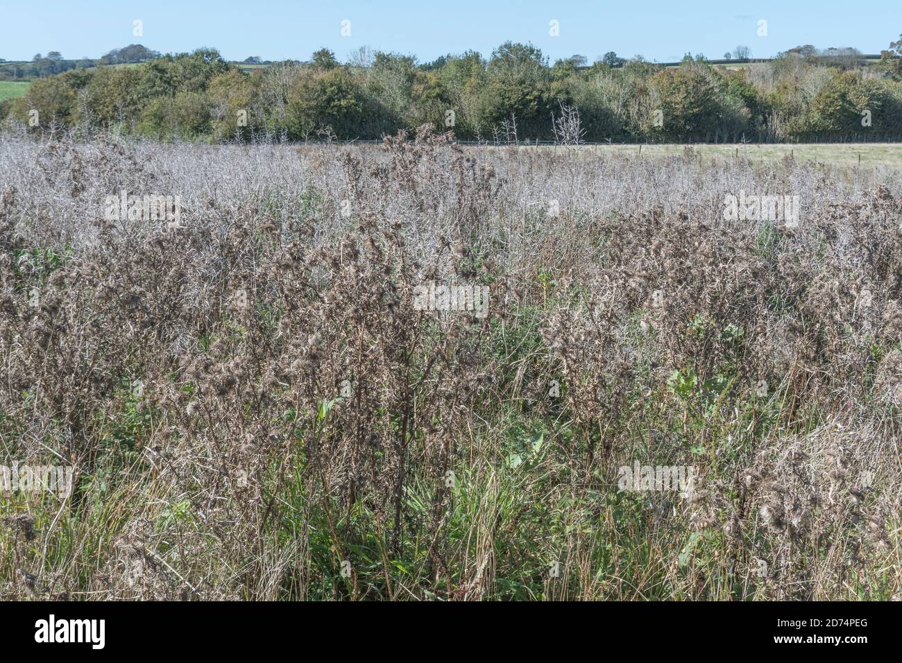 Field overgrown by a mass of common agricultural weeds including Spear Thistle / Cirsium vulgare. For invasive weeds or plant, problem weeds. Stock Photo
