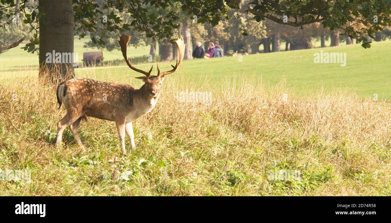 Profile of Common Fallow Buck, in Holkham Hall grounds,  Open space of grass and trees in background. Autumn. Landscape format. Stock Photo