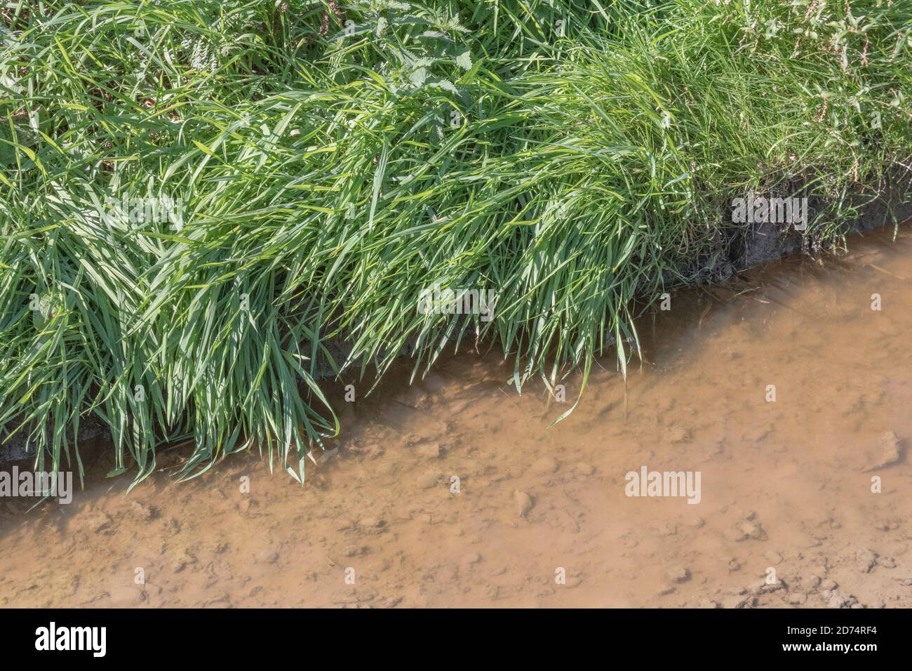 Rural backwater track with muddy puddle and surrounded by weeds and grass. For clear as mud idiom, muddy waters, lack of vision, lack of clarity. Stock Photo
