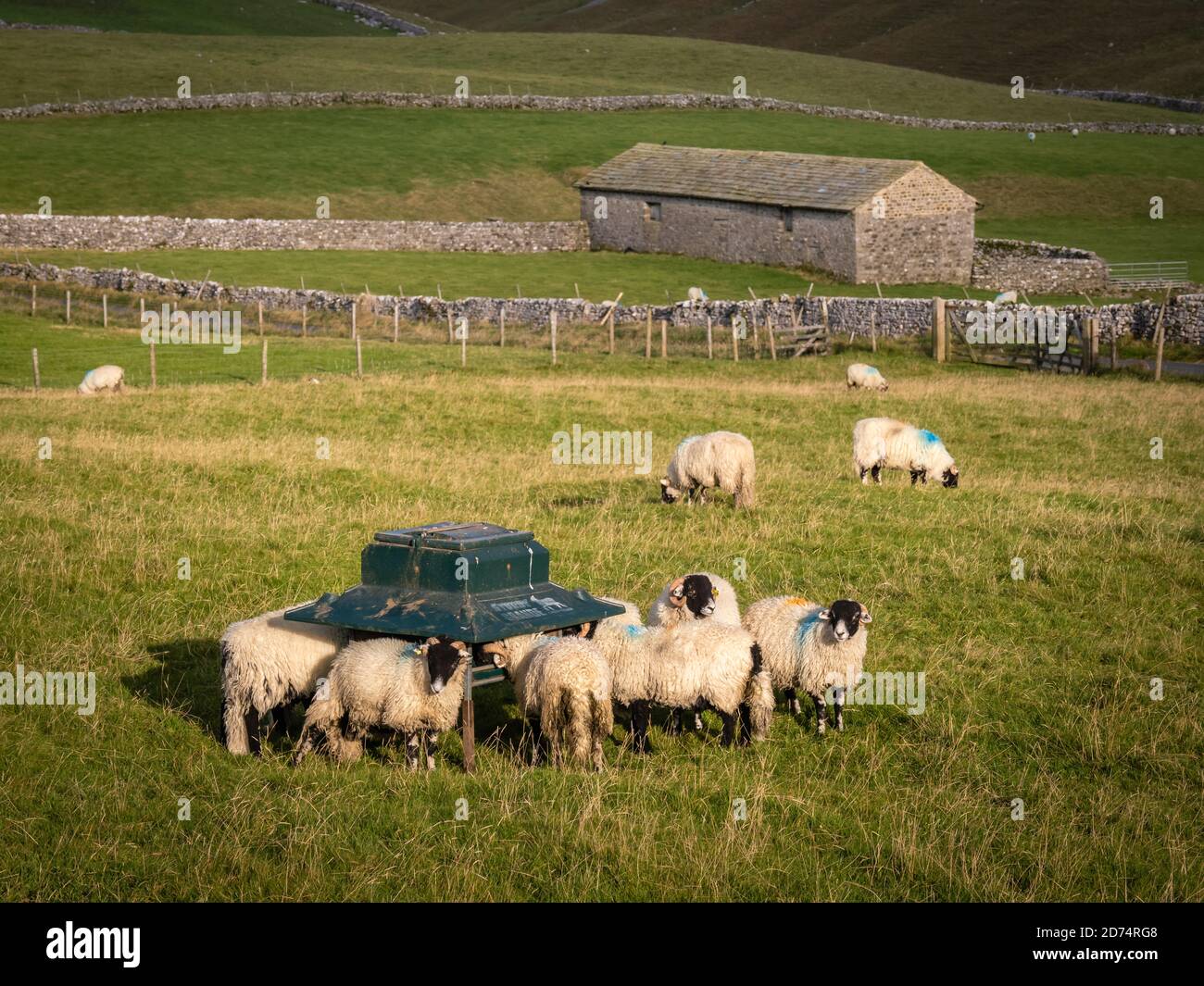 Sheep feeding along the Pennine Way on to Fountains Fell from Malham Tarn before a less obvious return over Knowe Fell, Black Hill and the Gorbeck roa Stock Photo
