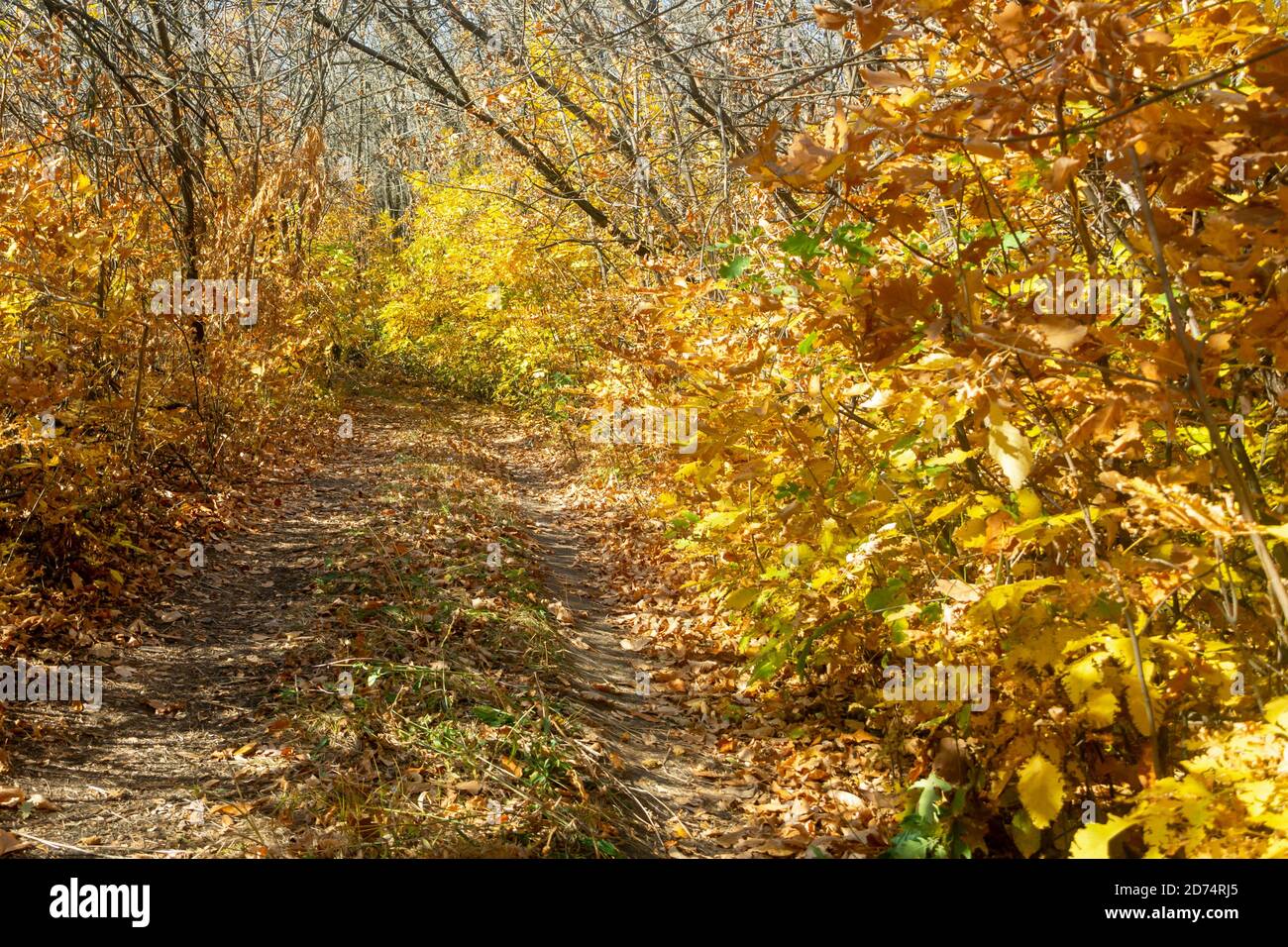 Road in the autumn forest strewn with yellow fallen leaves. Beautiful landscape with sun rays. Stock Photo