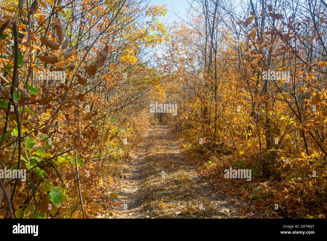 Autumn morning in forest. Road is strewn with yellow fallen leaves. Beautiful sunshine. Stock Photo