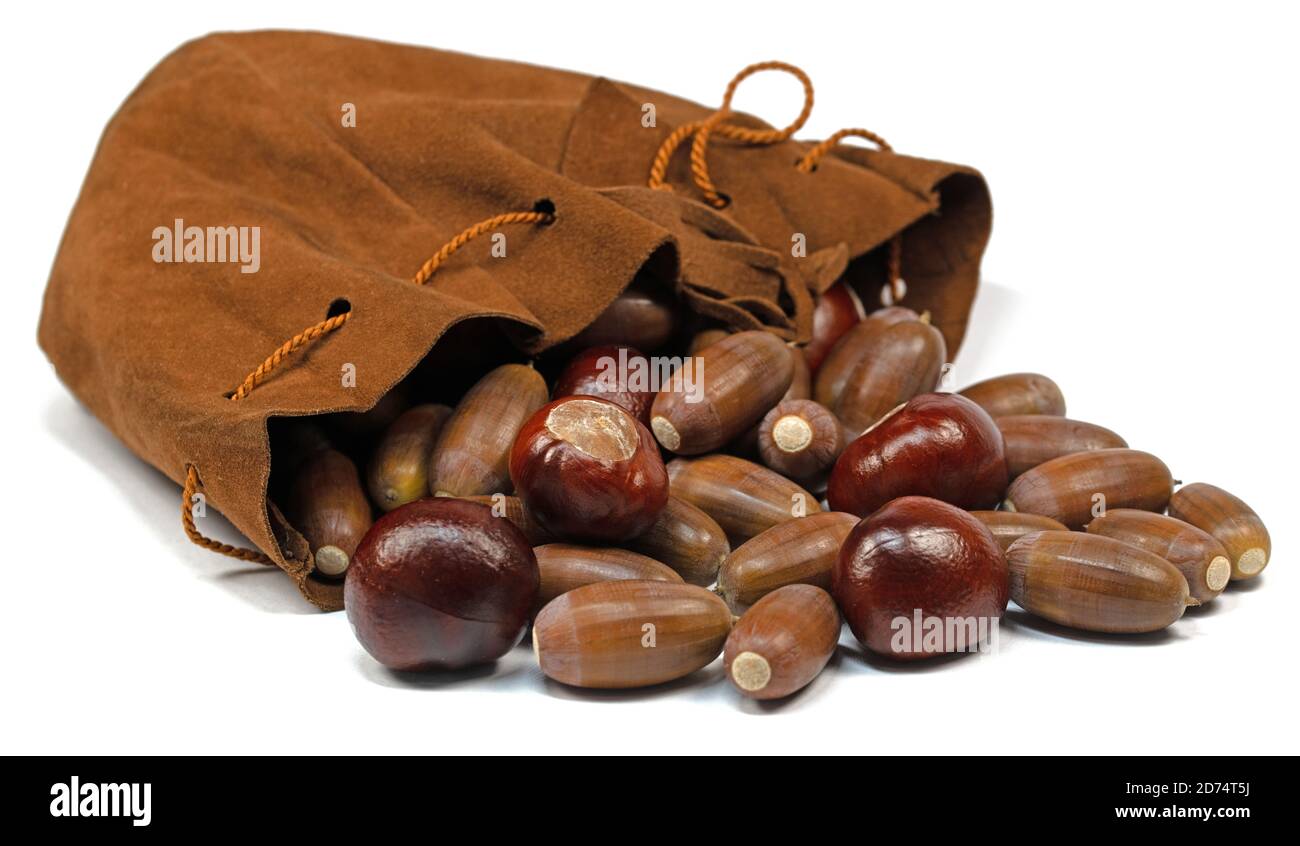Chestnuts and acorns in a leather bag against a white background Stock Photo