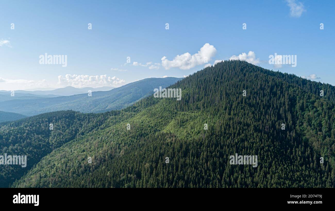 Beautiful pine trees on background high mountains Stock Photo - Alamy