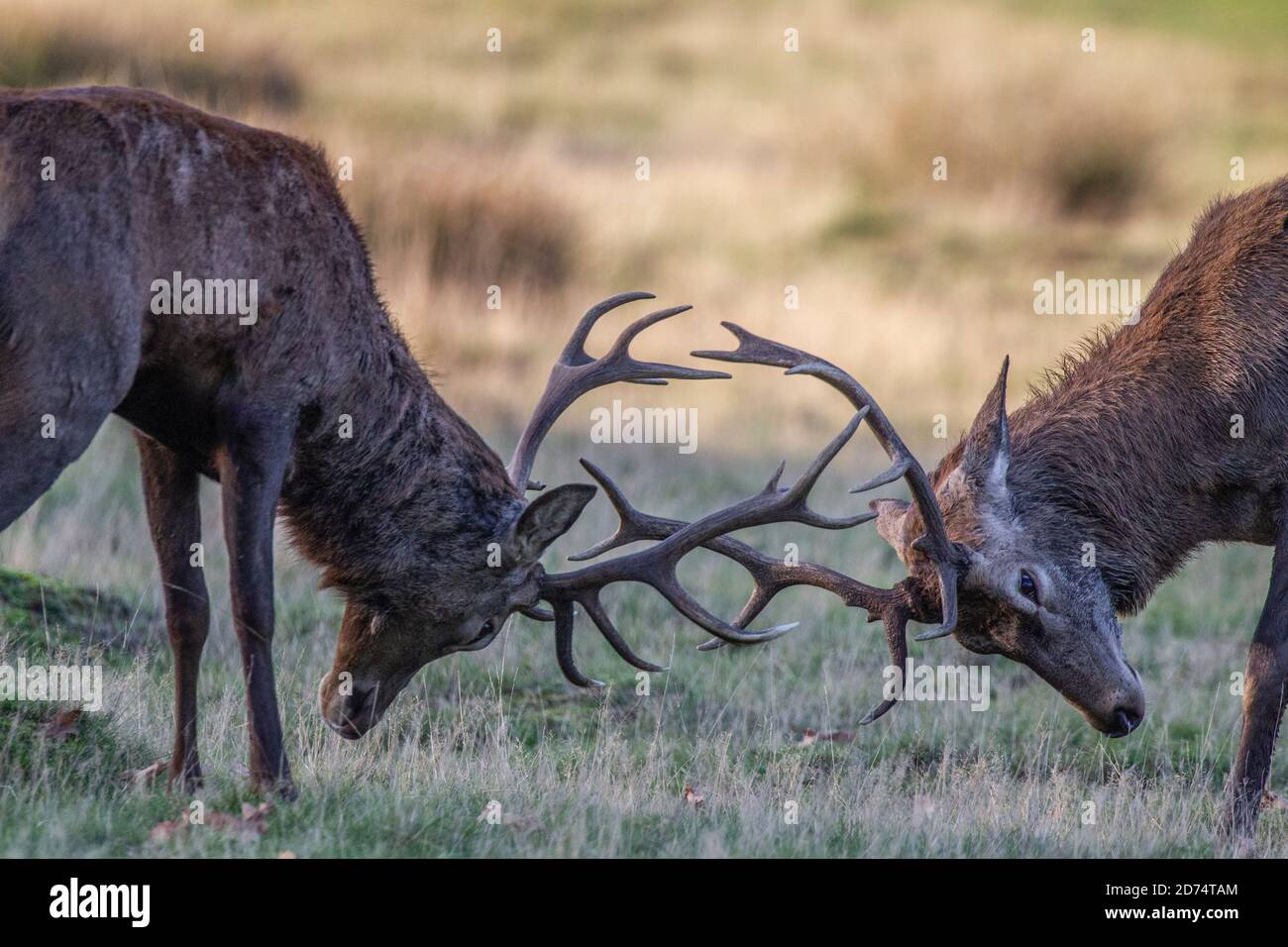 Rutting Season in Richmond Park, Southwest London, England, UK. 20th Oct, 2020. ‘TWO'S A CROWD' - Two young red deer males battle it out during the rutting season in Richmond Park, home to over 1,000 free roaming red and fallow deer during the rut. Credit: Jeff Gilbert/Alamy Live News Stock Photo