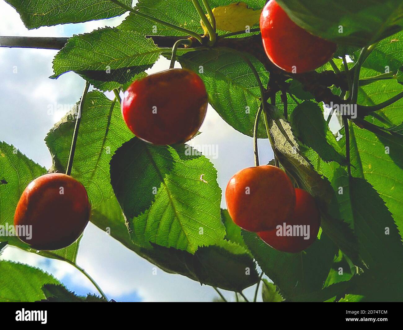 Cherry tree red fruits hi-res stock photography and images - Alamy
