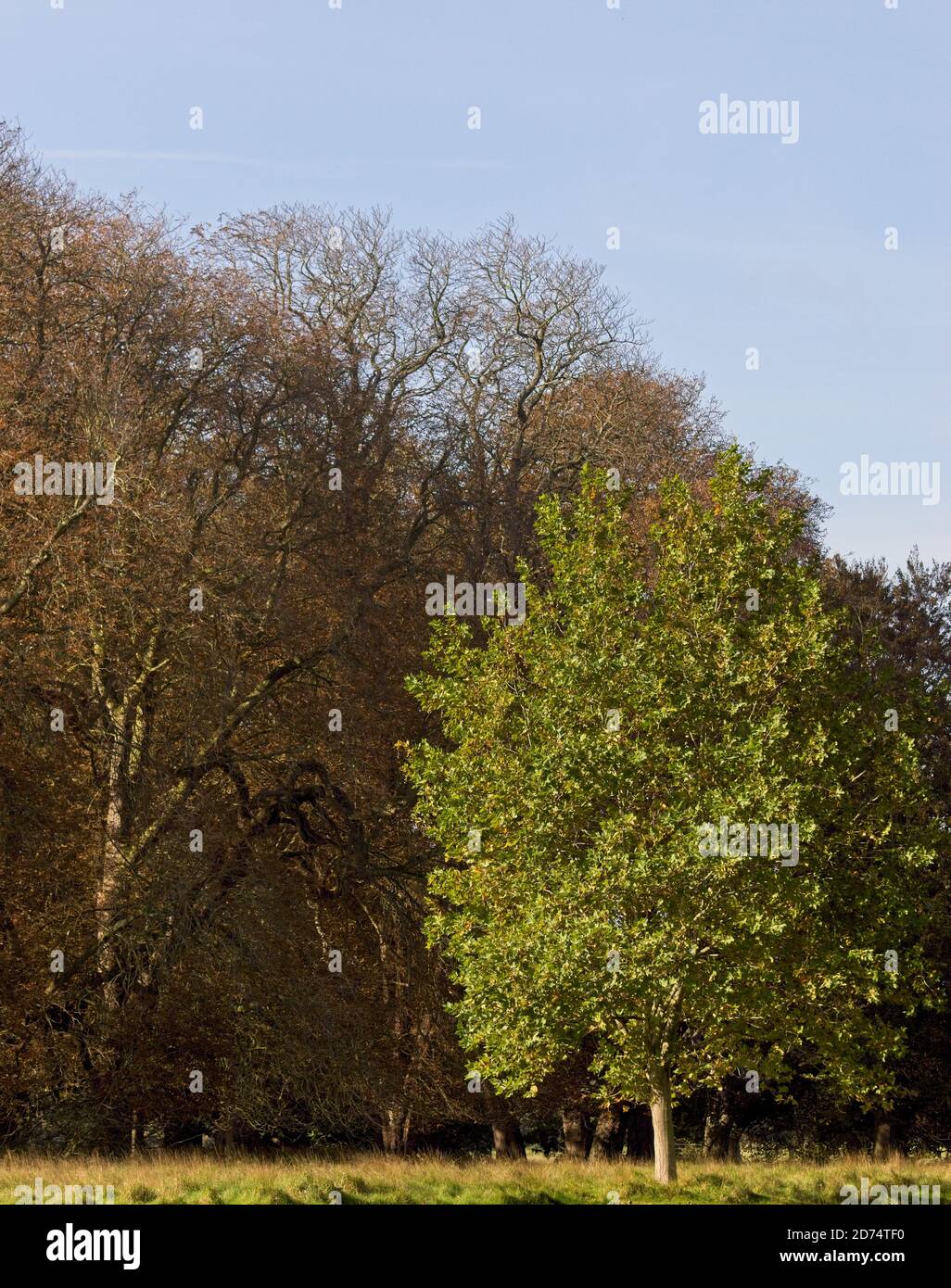 Autumnal trees in Holkham Hall grounds. Portrait format. Stock Photo