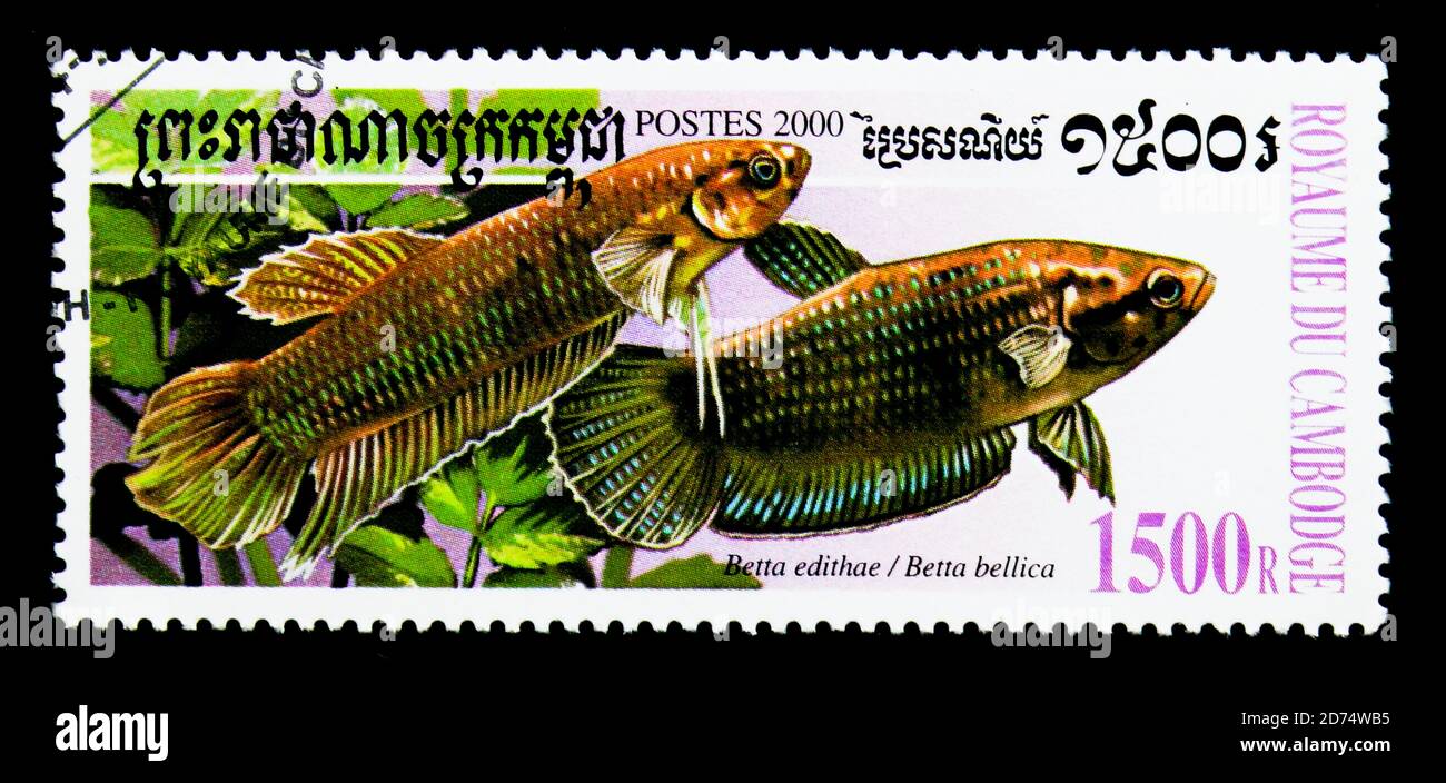 MOSCOW, RUSSIA - NOVEMBER 24, 2017: A stamp printed in Cambodia shows Edith's Mouthbrooder (Betta edithae), Slender Betta (Betta bellica), Bettas seri Stock Photo