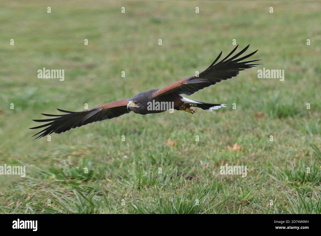 Harris Hawk hunting for falconry Stock Photo Alamy