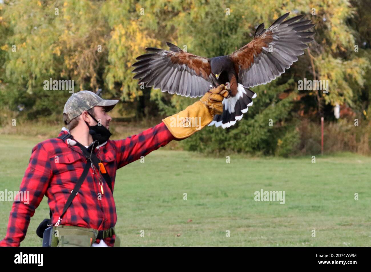 Harris Hawk hunting for falconry Stock Photo Alamy
