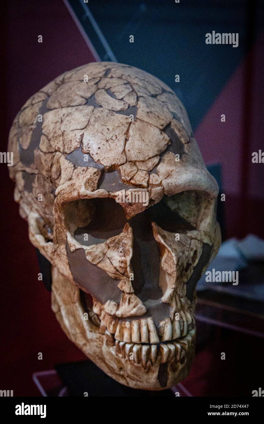 Homo neanderthalensis, La Ferrassie  skull replica, Museo Comarcal de Molina de Aragón, Guadalajara, Spain Stock Photo