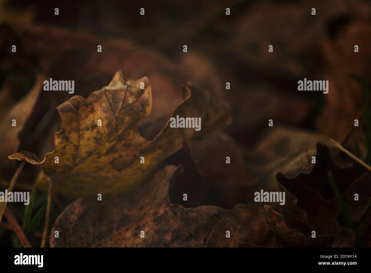 Dry autumn leaves fallen on the ground Stock Photo - Alamy