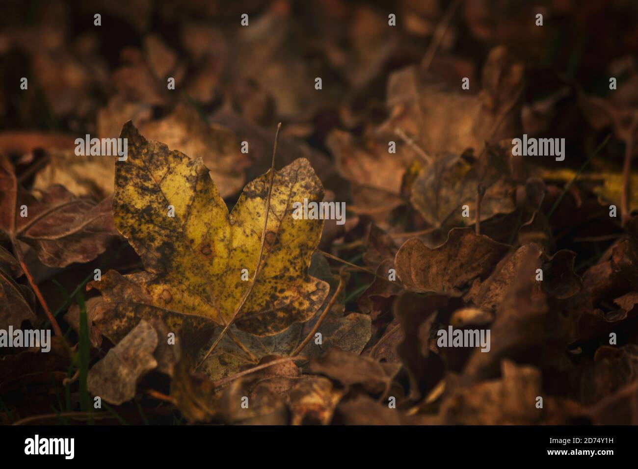 Dry autumn leaves fallen on the ground Stock Photo - Alamy