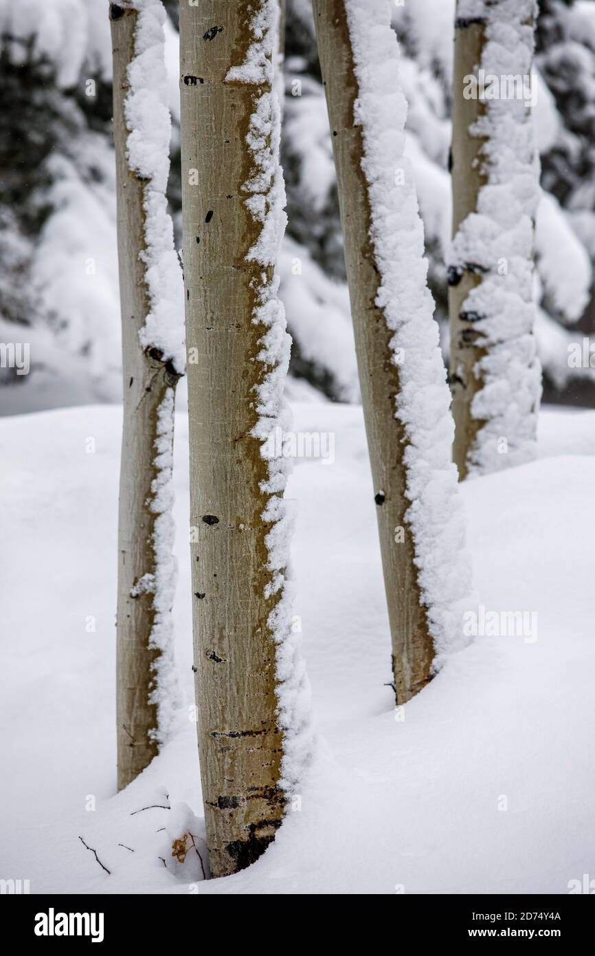 Snow at Deer Valley, Utah, near Salt Lake City during ski season.. Stock Photo