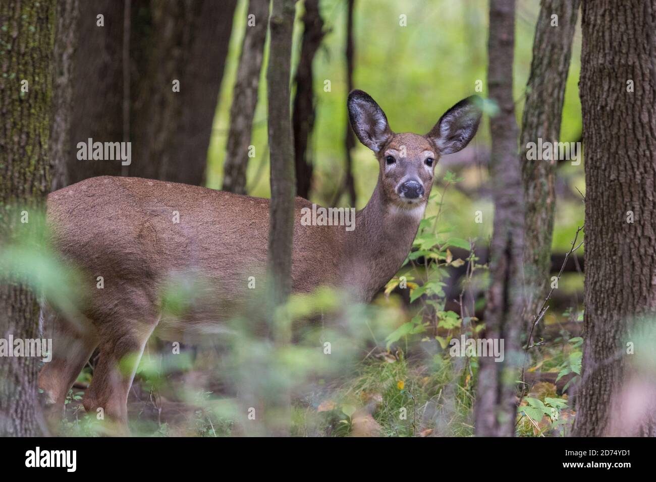 white-tailed deer (Odocoileus virginianus) Stock Photo